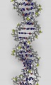 DNA-molecule.jpg