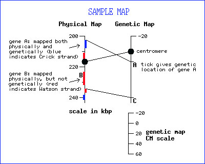 genetic map vs physical map