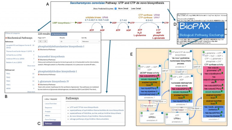 File:figure1GENETICS2025.jpg
