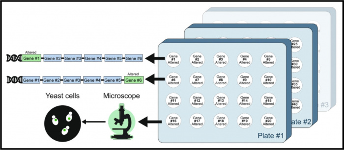 LibrarYeast paper border.jpeg