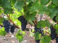 Bunches of grapes on vines at Trinity Hill vineyard in the Gimblett Gravels region Hawkes Bay NZ 13-15Feb08.jpg
