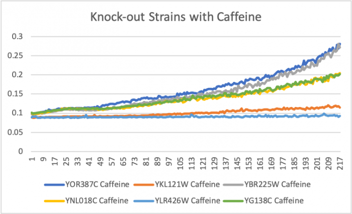 Knock-out Strains with Caffeine.png