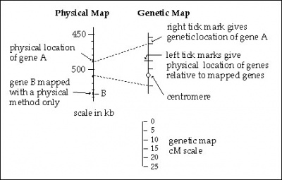 genetic map vs physical map
