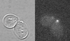 gRNA-ASH1 in kar9 cells (Strain KBY1010).png